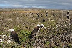 Magnificent Frigatebird